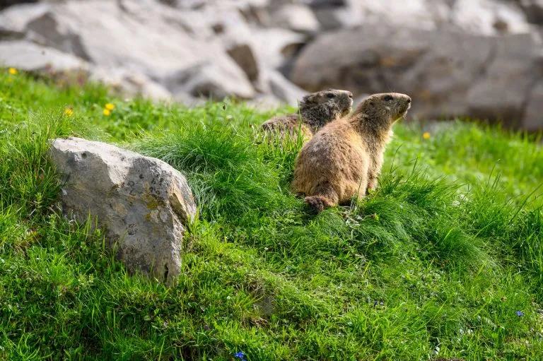 Marmottes alpines dans l'herbe de l'Oberland bernois